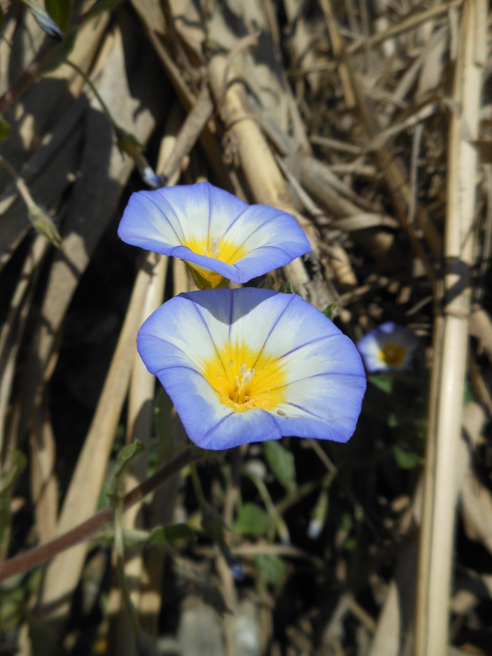 Convolvulus tricolor L. subsp. cupanianus / Vilucchio di Cupani